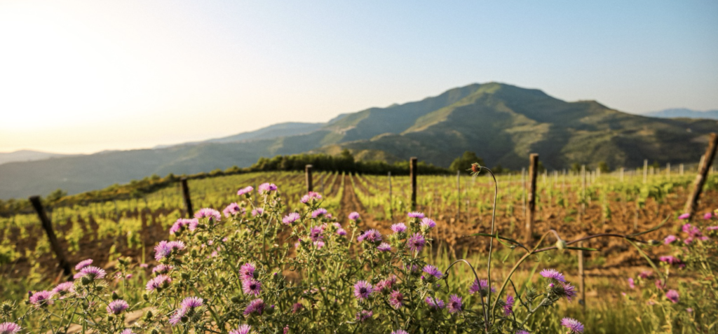 Vigna di Pollica